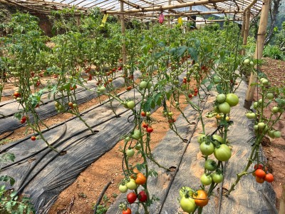 Jibika Project Update: Commercial Vegetable Farming Thrives in Dhading! 
