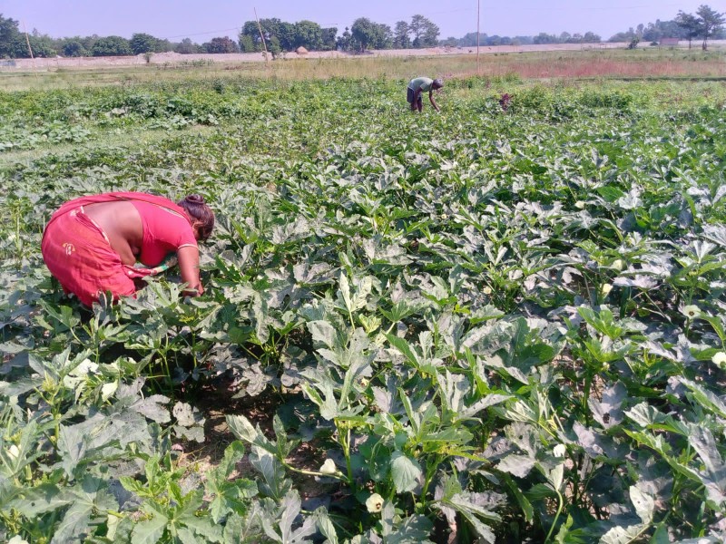 Saksham Saptari Project Update: Strengthening Livelihoods & Climate Resilience in Saptari