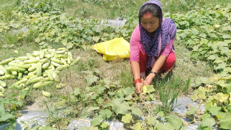 Advancing Sustainable Agriculture in Rautahat