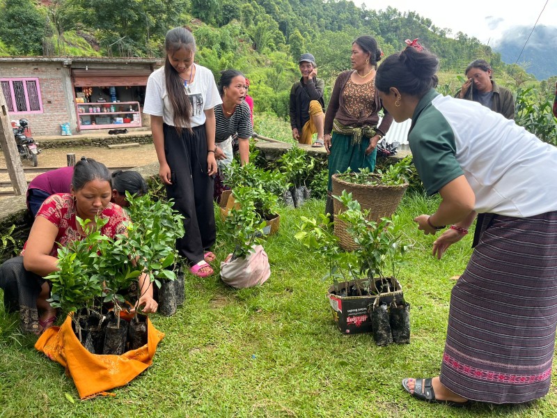 Orange Saplings Distribution